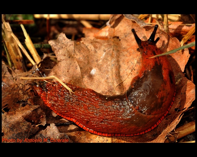 Identificazione di questa specie di limacidae o arionidae.